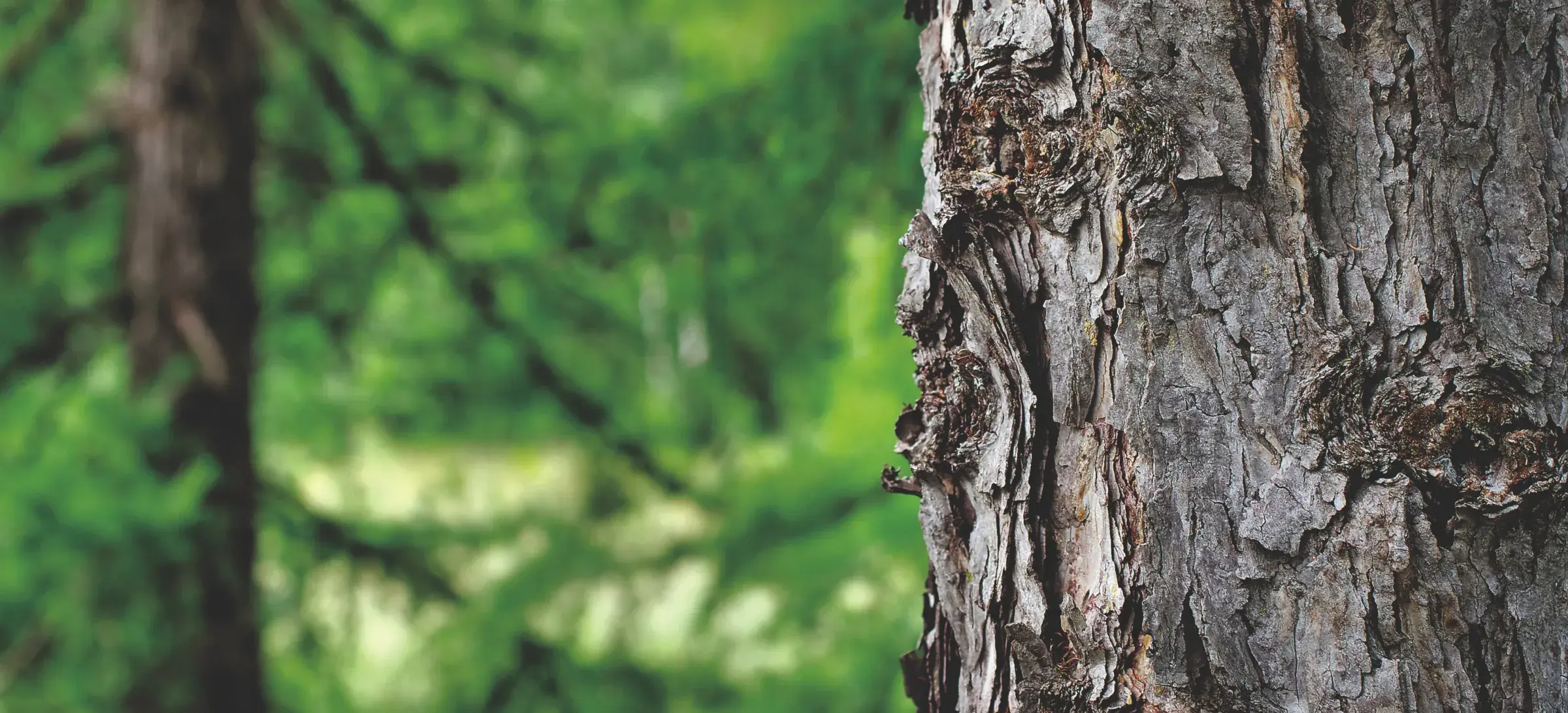 Baumstamm mit Rinde im Wald — Rohstoff Holz für Zellulose