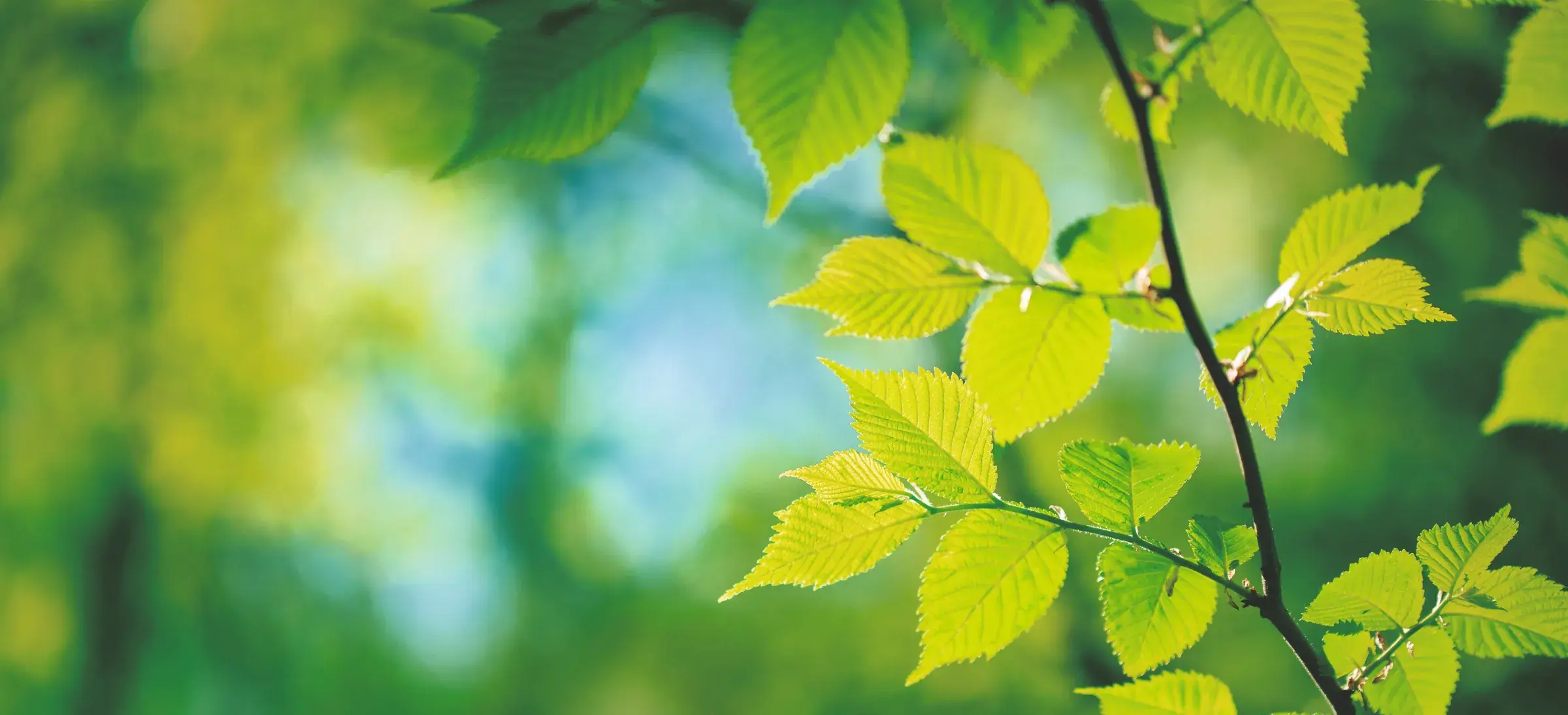 Frische grüne Blätter im Sonnenlicht — biogener Kreislauf