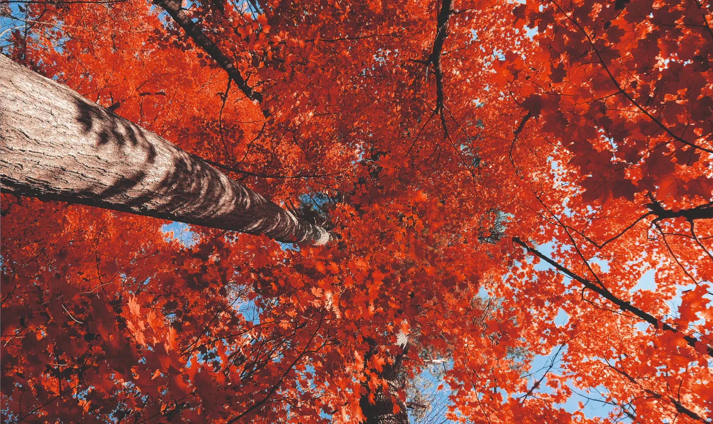 Rote Herbstblätter und Baumkrone — Materialkreislauf zurück zur Natur